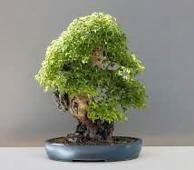 Bonsai Plants Benefits: A Hobby to Help You Relax!