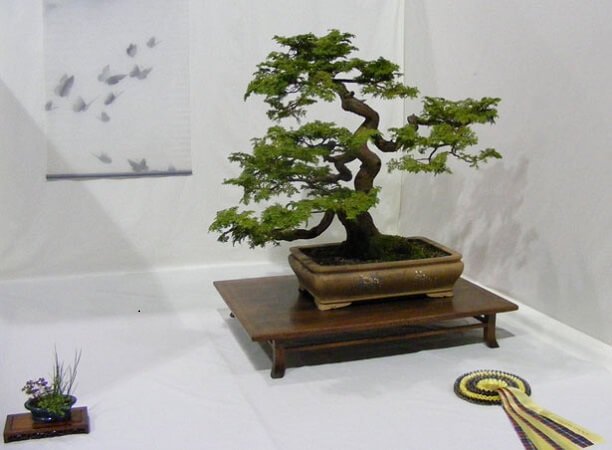 Bonsai Plants To Relax And Getaway