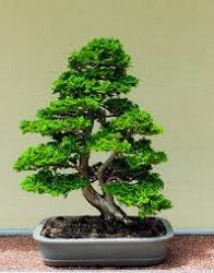 Bonsai Plants To Relax And Getaway