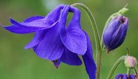 Columbine Flower - A Beautiful Flower for your Home Garden