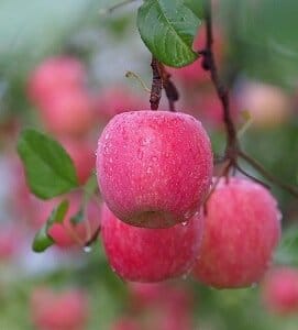 Fruit Trees To Pick Your Own Fresh Fruit