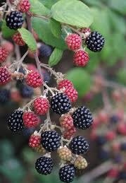 Growing Berries With Container Gardening