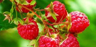 Growing, Caring for Raspberry Canes