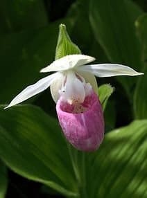 Lady Slipper Flower Is The State Flower Of Minnesota