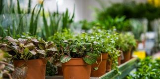 Plant Nursery – Grow Plants In A Controlled Environment