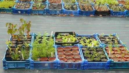 Plant Nursery – To Grow Your Plants In A Controlled Environment