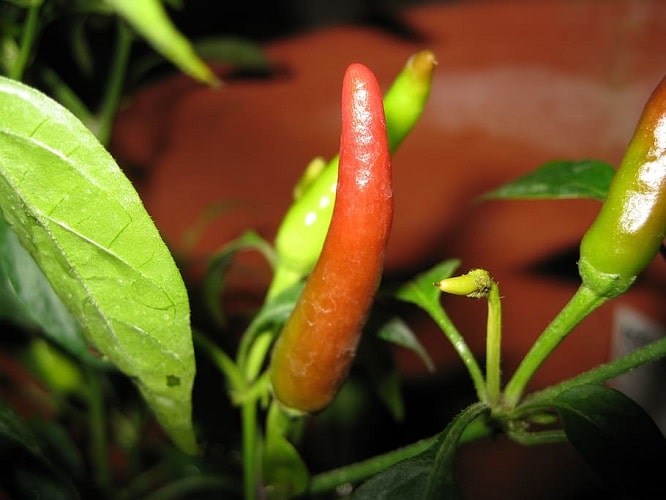 How to Growing Peppers Indoors