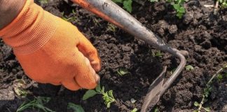 Weed Control Methods in your Garden?