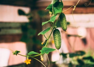 How to Grow Cucumbers Indoors in Containers?