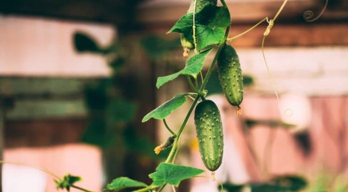 How To Grow Cucumbers Indoors In Containers?