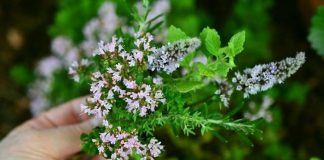 Aromatic Flowers and Plants in Garden