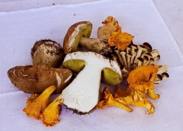Exotic Mushroom