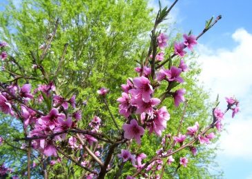 Flowering Trees and Shrubs in your Home Garden