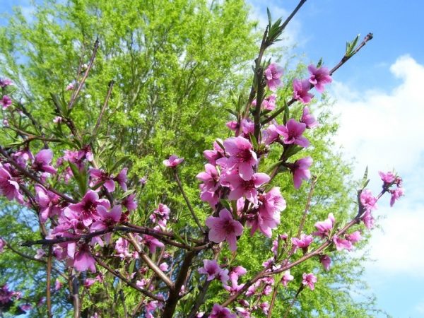 Flowering Trees and Shrubs in your Home Garden