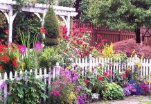 How to Create Beautiful Aromatic Cottage Garden?