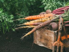 Complete Guide to Growing Vegetable Garden