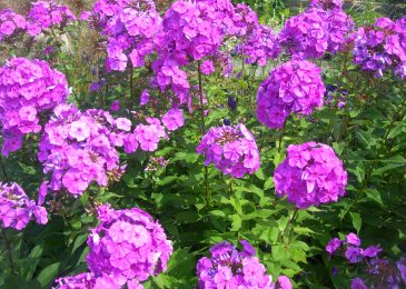 Your Guide To The Garden Phlox
