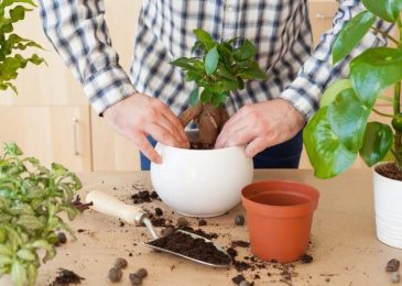 House Plants Care And Maintenance