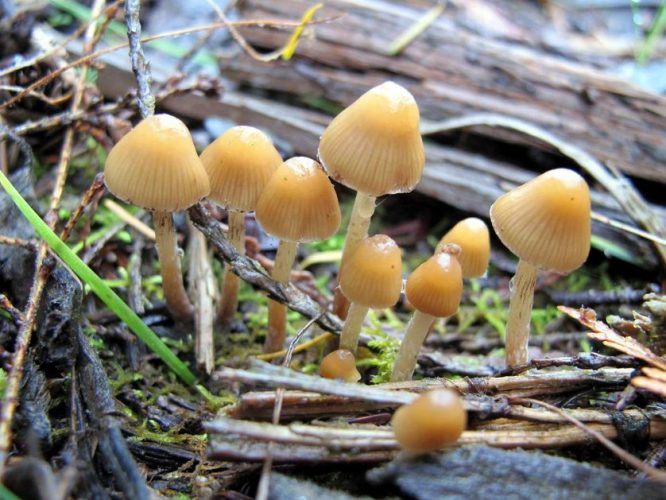 Guide to Growing Magic Mushrooms