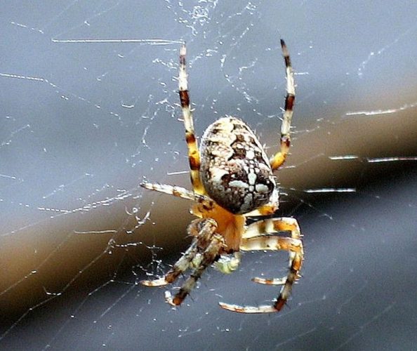 Our Friends The Garden Spiders