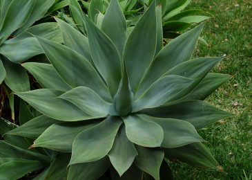 Growing Agaves in your Home Garden