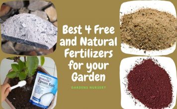 Best 4 Free and Natural Fertilizers for your Garden