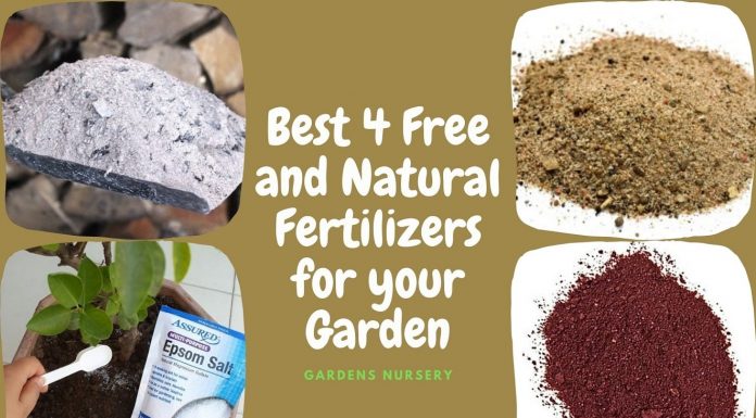 Best 4 Free and Natural Fertilizers for your Garden
