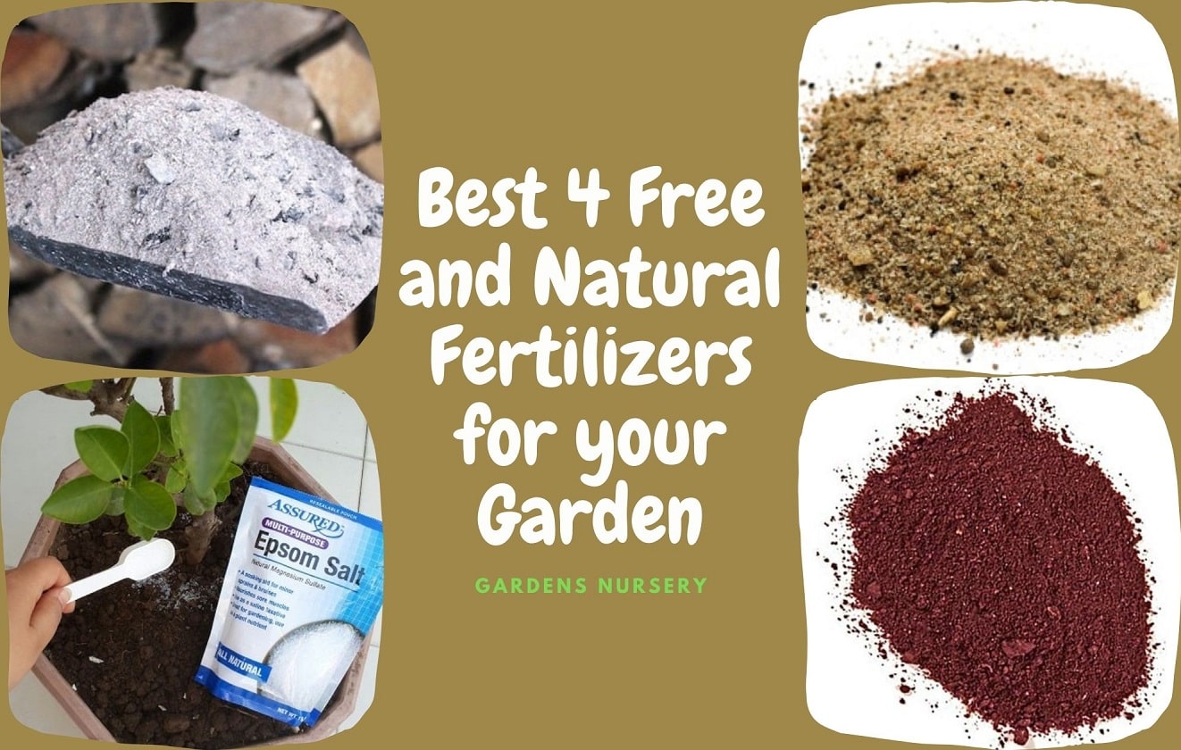 Best Four Free And Natural Fertilizers For Your Garden