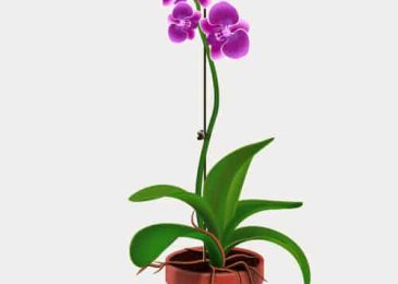 Growing Orchids At Home