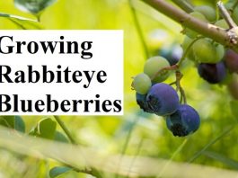 Growing Rabbiteye Blueberries