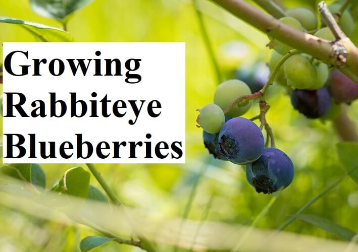 Best Gardening Tips to Growing Rabbiteye Blueberries