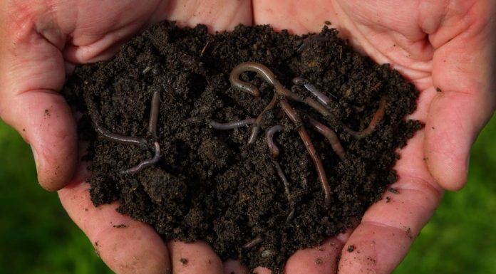 How To Grow Worm Compost At Home