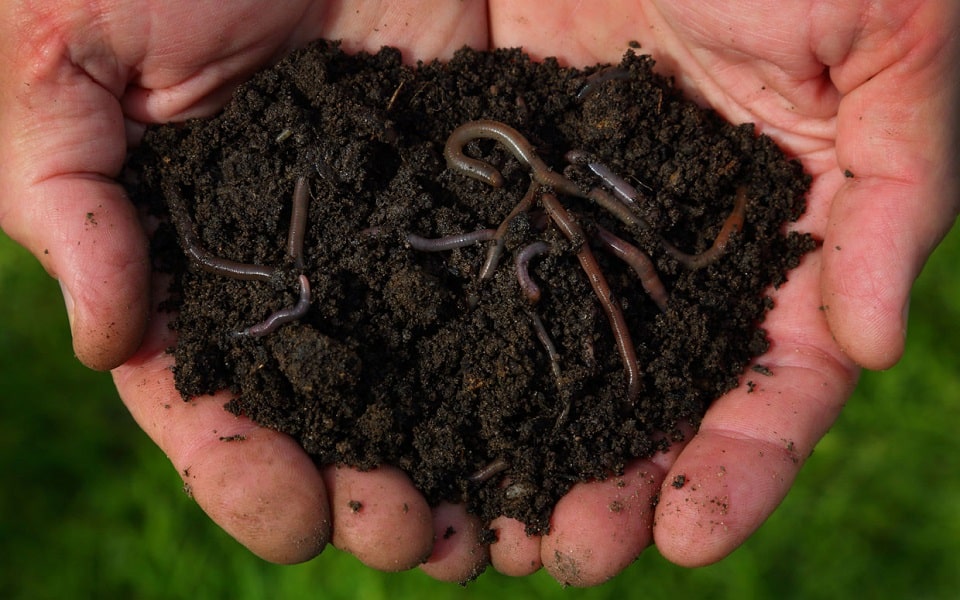 How to Grow Worm Compost at Home