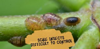 Scale Insects Difficult to Control