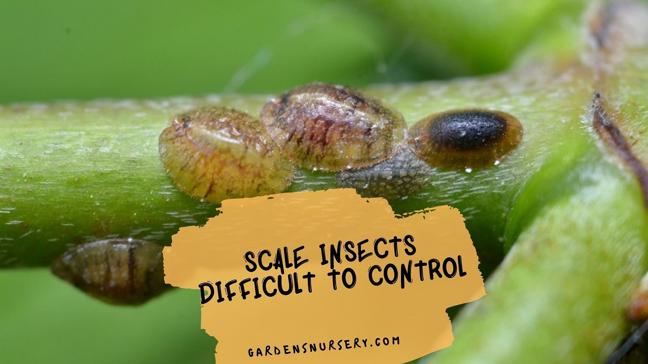 Scale Insects Difficult to Control