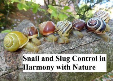 Snail And Slug Control In Harmony With Nature 
