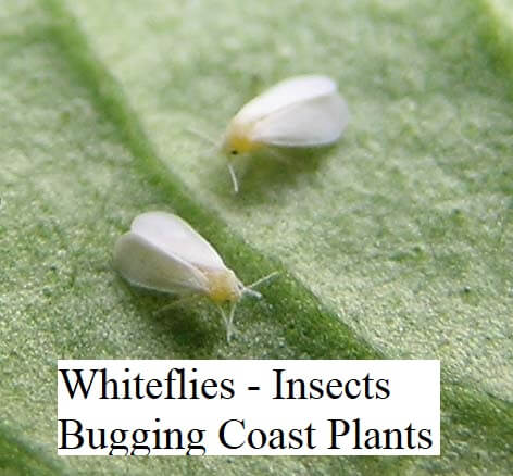 Whiteflies - Insects Bugging Coast Plants