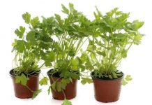 Growing Parsley in your Garden and Windowsill