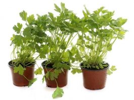 Growing Parsley In Your Garden And Windowsill