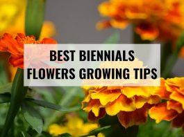 Best Biennials Flowers Growing Tips