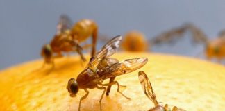 Fruit Flies Defense