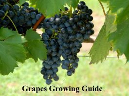 Grapes Growing Guide 