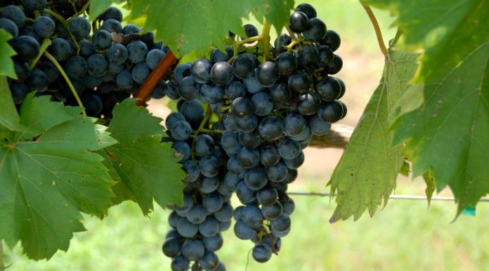 Grapes Growing Guide 