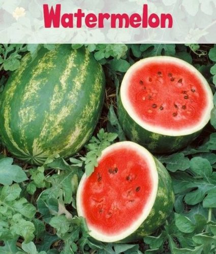 How to Grow Juicy Sweet Watermelons