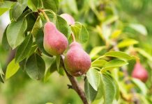 How to Grow Pears in your Home Garden