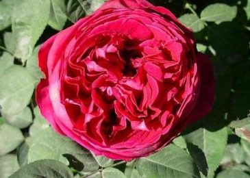Hybrid perpetual rose