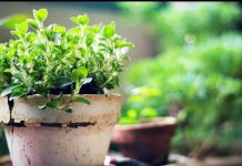 Oregano Growing Guide in your Home Garden