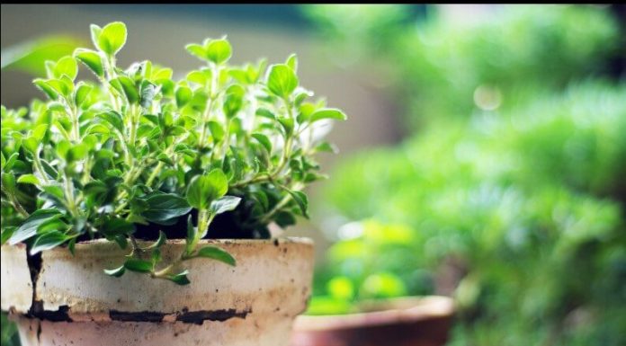 Oregano Growing Guide In Your Home Garden