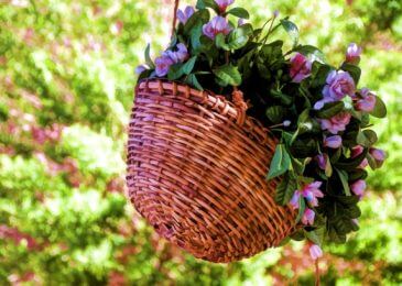 Plant a Hanging Basket Create a Hanging Basket for Curb Appeal and Color Displays