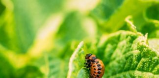 Quick Guide For Best Natural Pest Controls